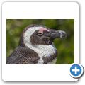 Betty's Bay - Pinguin-Kolonie am Stony Point