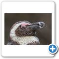 Betty's Bay - Pinguin-Kolonie am Stony Point