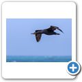 Kormoran