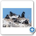 Kormoran