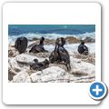 Kormoran