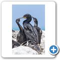 Kormoran