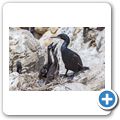 Kormoran