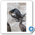 Kormoran