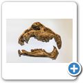 Cradle of Humankind - Maropeng Museum