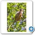 Hartebeespoort Dam - Monkey Sanctuary - Totenkopfaffe