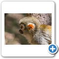 Hartebeespoort Dam - Monkey Sanctuary - Totenkopfaffe