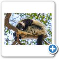Hartebeespoort Dam - Monkey Sanctuary - Schwarzwei&szlig;er Vari