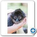 Hartebeespoort Dam - Monkey Sanctuary - Klammeraffe