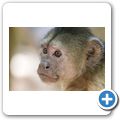 Hartebeespoort Dam - Monkey Sanctuary - Brauner Kapuzineraffe