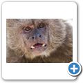 Hartebeespoort Dam - Monkey Sanctuary - Brauner Kapuzineraffe