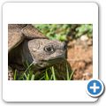 Walter Sisulu Botanical Garden - Pantherschildkr&ouml;te