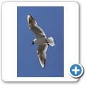 M&ouml;we