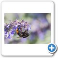 Hummel