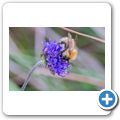 Biene