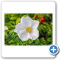 Windrose