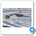 Fischotter