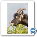 Ziege