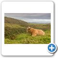 Highlandrind
