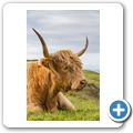Highlandrind