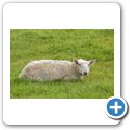 Schaf