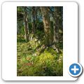Wald bei Kildalton
