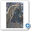 Kildalton Cemetery