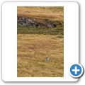 Ballinaby Stone Row