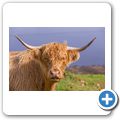 Highlandrind