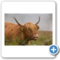 Highlandrind