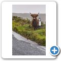 Highlandrind