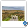 Machrie Moor