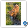 Highlandrind