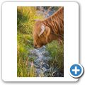 Highlandrind