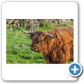 Highlandrind