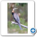 Schlangenhalsvogel