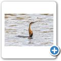Schlangenhalsvogel