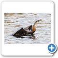 Schlangenhalsvogel