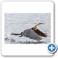 Schlangenhalsvogel