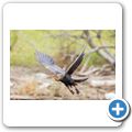 Schlangenhalsvogel