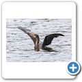 Kormoran