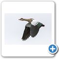 Nilgans
