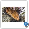 Bienenstock