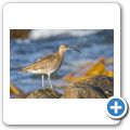 Regenbrachvogel