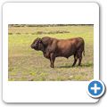 einsamer Stier