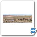K&uuml;he am Wasserloch
