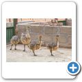Oudtshoorn - Highgate Ostrich Show Farm