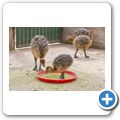 Oudtshoorn - Highgate Ostrich Show Farm