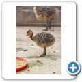 Oudtshoorn - Highgate Ostrich Show Farm