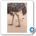 Oudtshoorn - Highgate Ostrich Show Farm